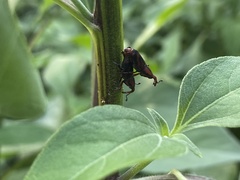 Rhodobaenus