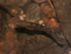 Salmo trutta