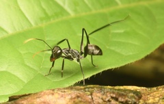 Gigantiops destructor