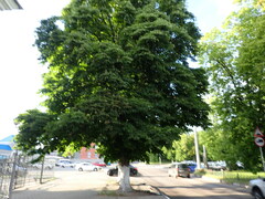 Aesculus hippocastanum
