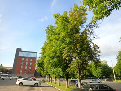 Aesculus hippocastanum
