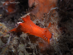 Plocamopherus lucayensis