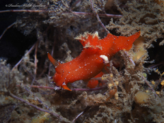 Plocamopherus lucayensis