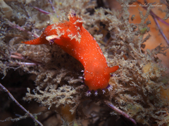 Plocamopherus lucayensis