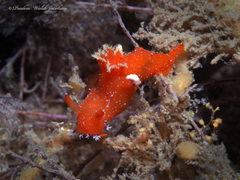 Plocamopherus lucayensis