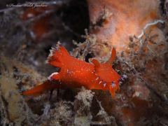 Plocamopherus lucayensis