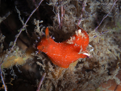 Plocamopherus lucayensis