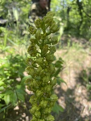 Orchis punctulata