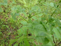 Fraxinus excelsior