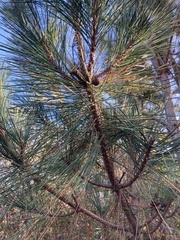 Pinus thunbergii