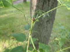 Fraxinus excelsior