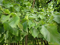 Ulmus