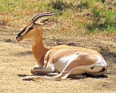 Nanger soemmerringii