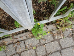 Chelidonium majus