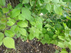 Alliaria petiolata