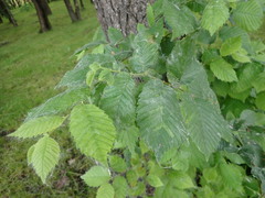 Ulmus