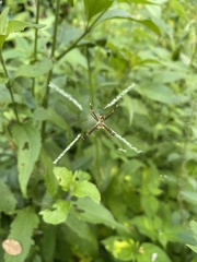 Argiope argentata