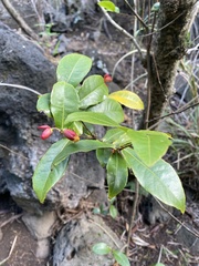 Ochna thomasiana