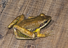 Mantidactylus