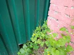 Chelidonium majus