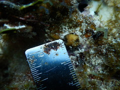 Montastraea cavernosa