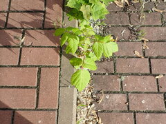 Acer negundo