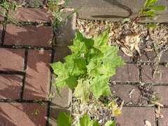 Acer platanoides