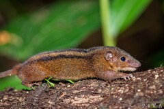 Monodelphis americana