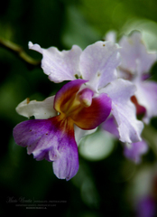Papilionanthe