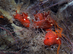 Plocamopherus lucayensis