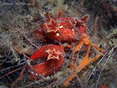 Plocamopherus lucayensis