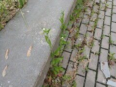Erigeron annuus