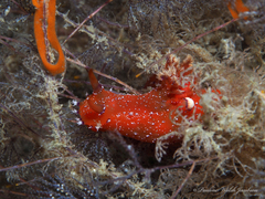 Plocamopherus lucayensis