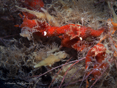 Plocamopherus lucayensis