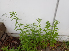Erigeron annuus
