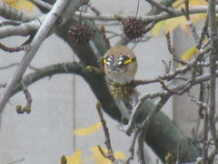 Carduelis carduelis