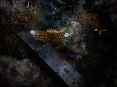 Acropora cervicornis