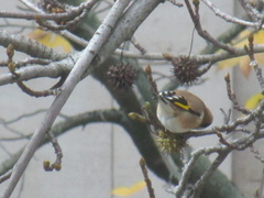 Carduelis carduelis
