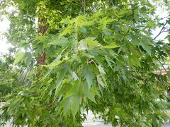 Acer saccharinum