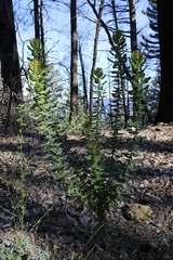 Arctostaphylos andersonii
