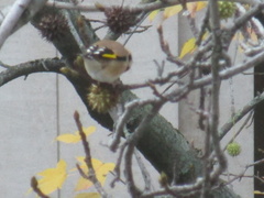 Carduelis carduelis