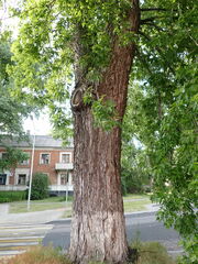 Acer saccharinum
