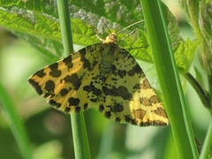 Pseudopanthera macularia