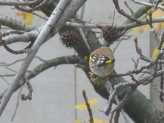 Carduelis carduelis