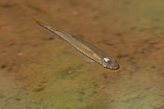 Fundulus olivaceus