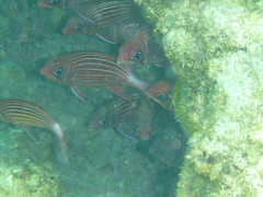 Sargocentron diadema