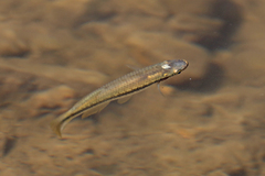 Fundulus olivaceus