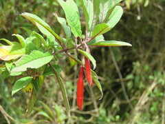 Fuchsia magellanica