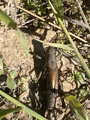 Melanoplus differentialis