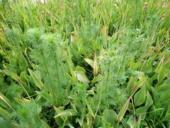 Tripleurospermum inodorum